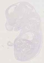 EMAGE:12944