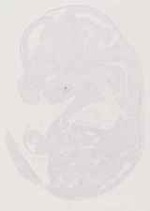 EMAGE:12944