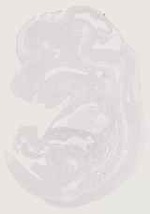 EMAGE:12944