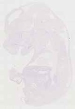 EMAGE:12944