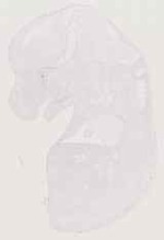 EMAGE:12944