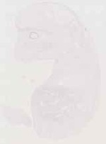 EMAGE:12944