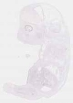 EMAGE:12949
