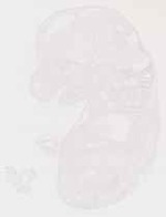 EMAGE:12949