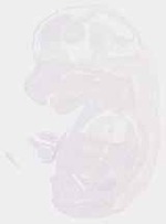 EMAGE:12949