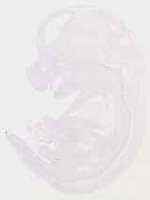 EMAGE:12949
