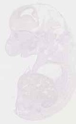 EMAGE:12949
