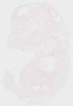 EMAGE:12951