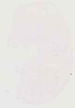 EMAGE:12951