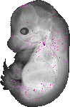 mouse atlas EMAGE spatial in situ gene expression database None