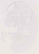 EMAGE:12972