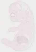 EMAGE:12988