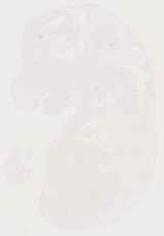 EMAGE:12989