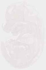 EMAGE:13003