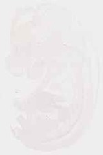 EMAGE:13003