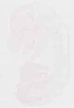 EMAGE:13003