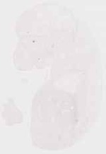 EMAGE:13003