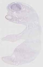 EMAGE:13006