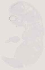 EMAGE:13007