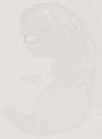 EMAGE:13007
