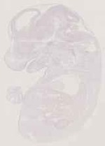 EMAGE:13007