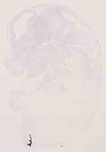 EMAGE:13007