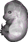 mouse atlas EMAGE spatial in situ gene expression database None