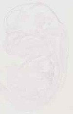 EMAGE:13025