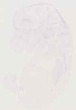 EMAGE:13025