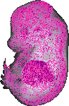 mouse atlas EMAGE spatial in situ gene expression database None