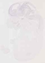 EMAGE:13102