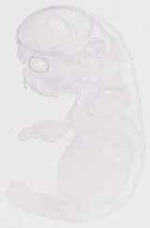 EMAGE:13166