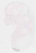 EMAGE:13166