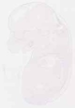 EMAGE:13166