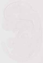 EMAGE:13166