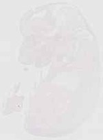 EMAGE:13175