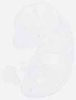 EMAGE:13194