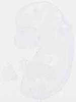 EMAGE:13194