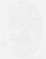 EMAGE:13194