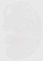 EMAGE:13194