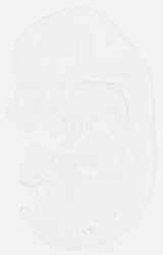 EMAGE:13194