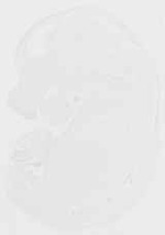 EMAGE:13194
