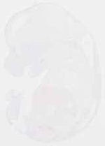 EMAGE:13194