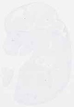 EMAGE:13194