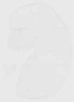 EMAGE:13194
