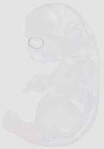 EMAGE:13239