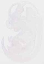 EMAGE:13248