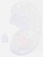 EMAGE:13249
