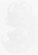 EMAGE:13249