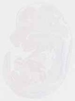 EMAGE:13249